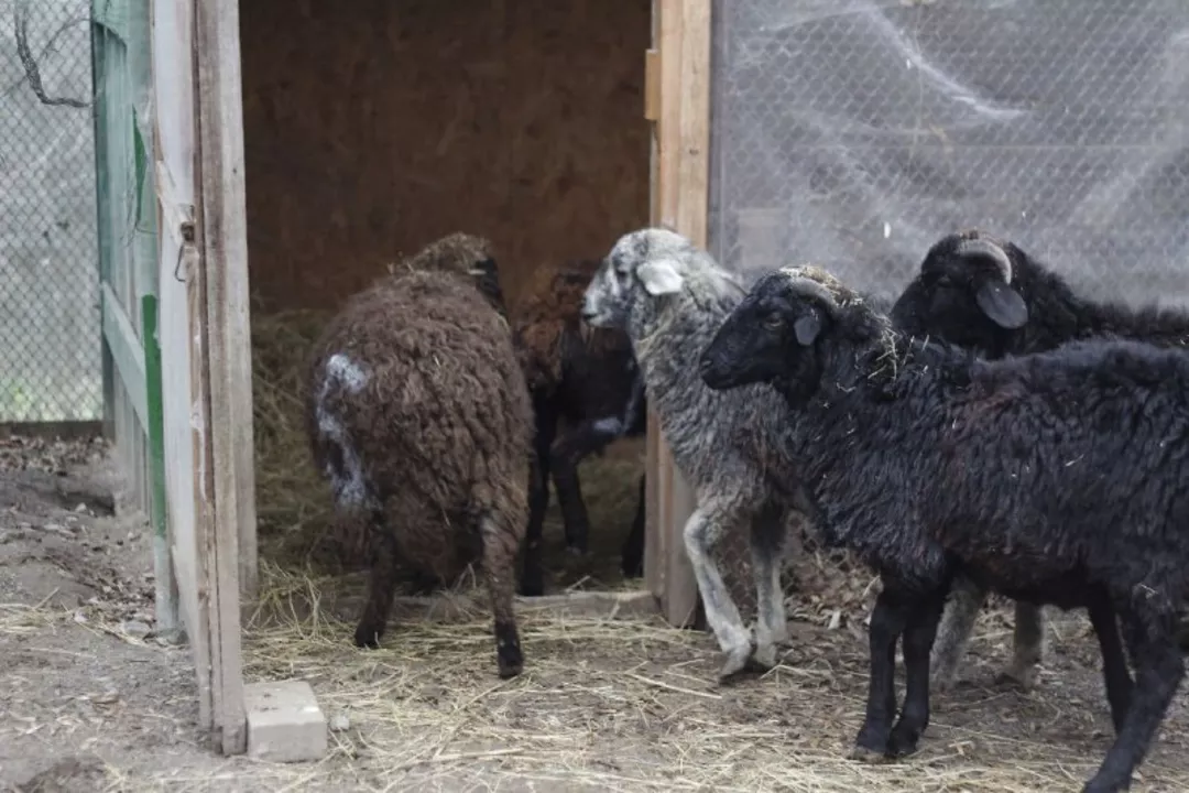 Бараны будут пока что жить в зоопарке.
