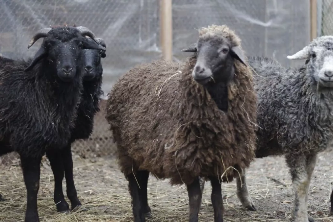 Бараны будут пока что жить в зоопарке.