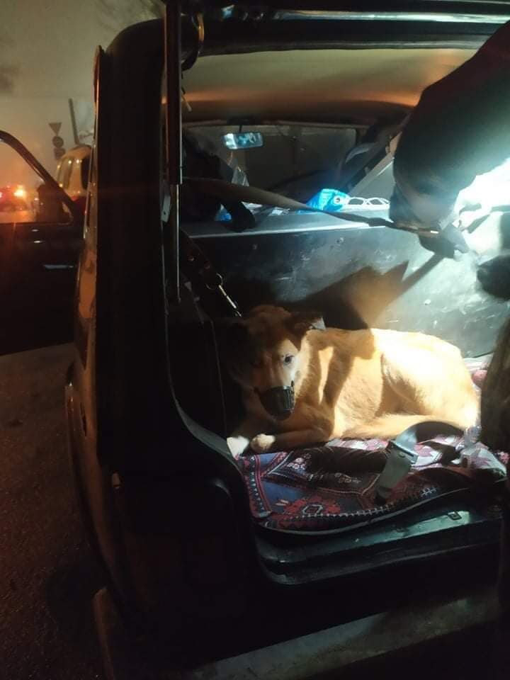 Собаку забрали в клинику.