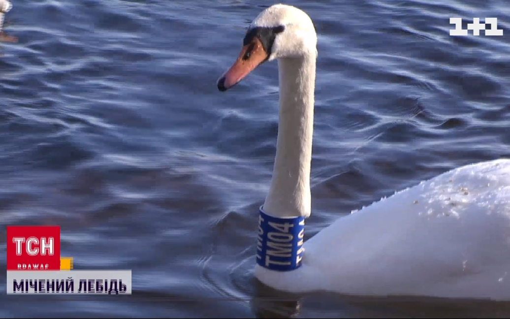 В парке "Наталка" поселился лебедь, прилетевший из Литвы.