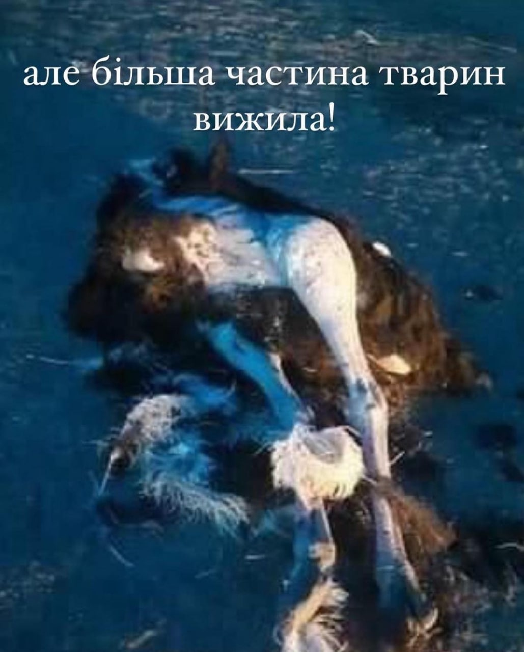 На Київщині окупанти обстріляли еко-парк 