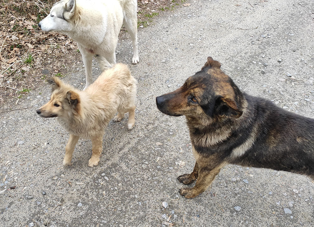 Что оставили оккупанты после себя в Чернобыльской зоне отчуждения.