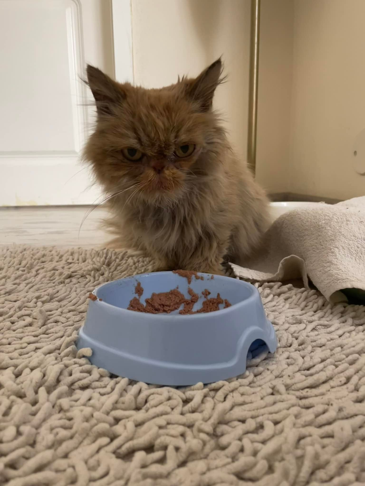 Кошке Шафе из Бородянке, которую спасли с 7 этажа высотки, нашли новый дом.