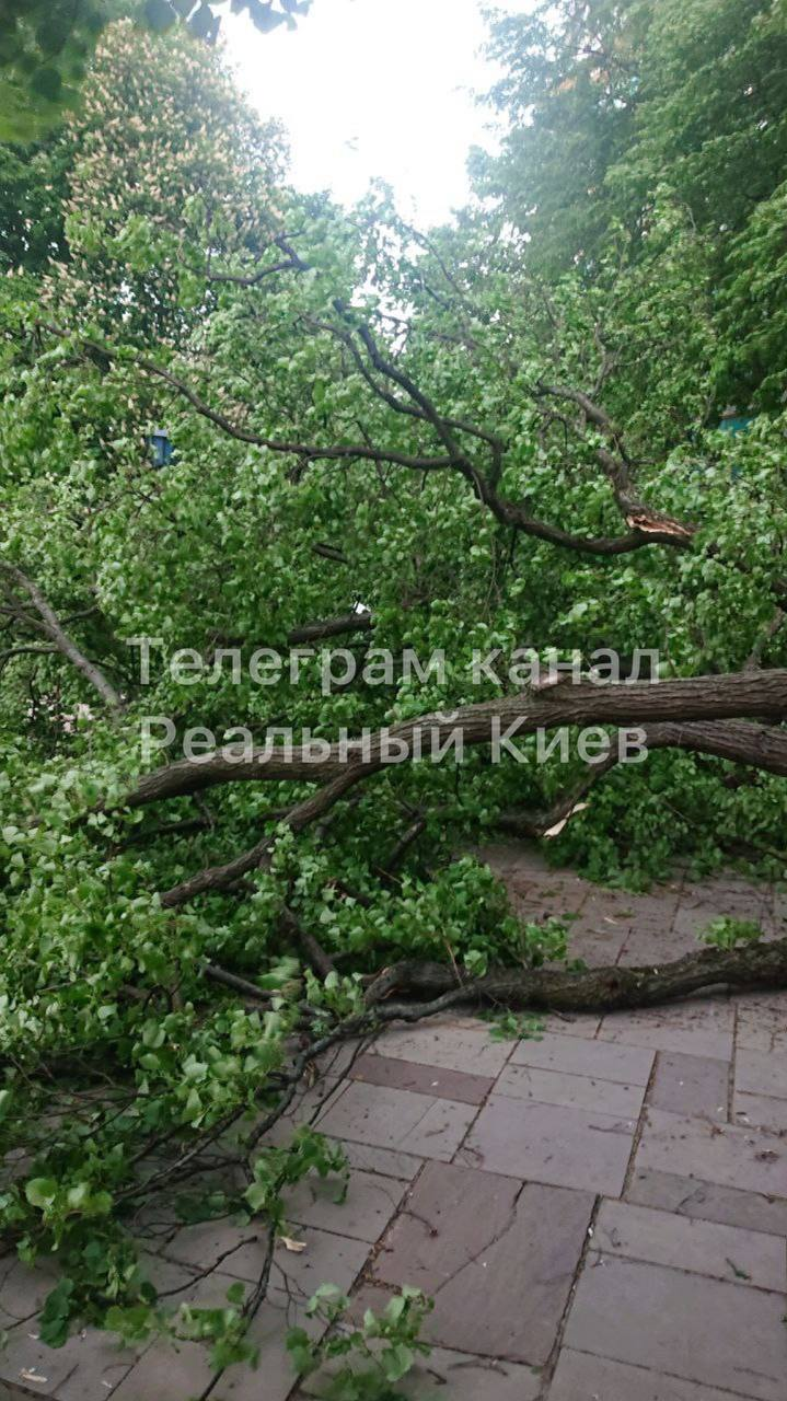 Из-за сильной грозы в Киеве и области пропал свет и повалились деревья.