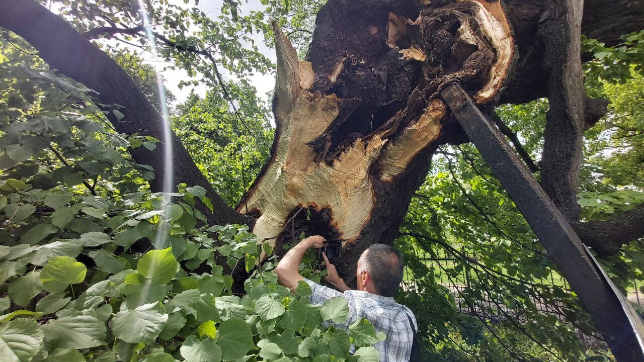 Почему повредилась липа Петра Могилы и что будут делать с обломанной ветвью фото 1