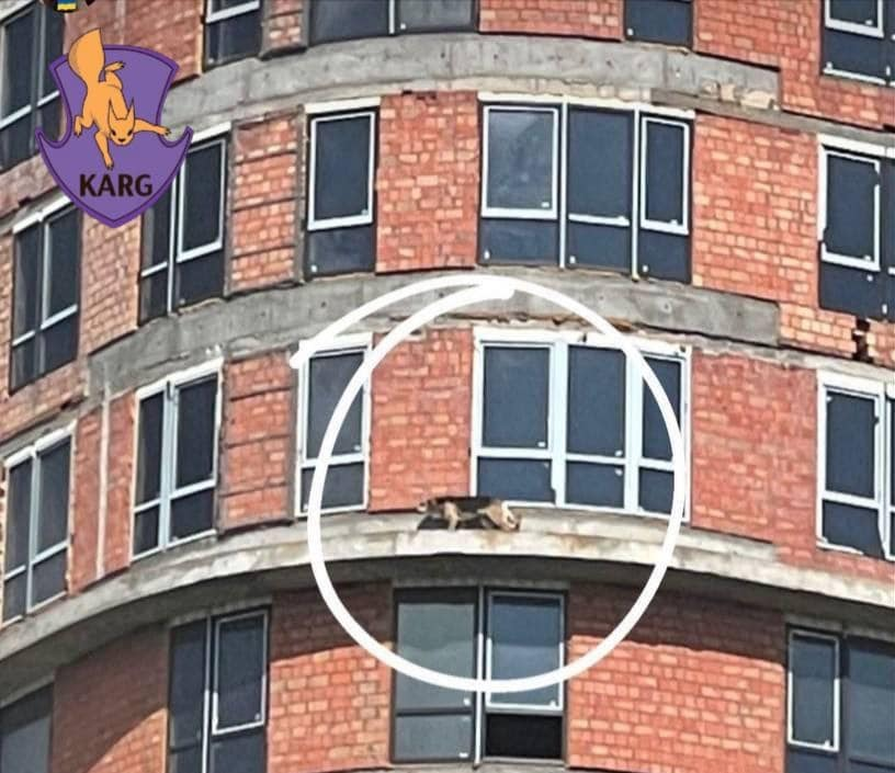 У Києві врятували пса, який забіг на 18-й поверх недобудови.