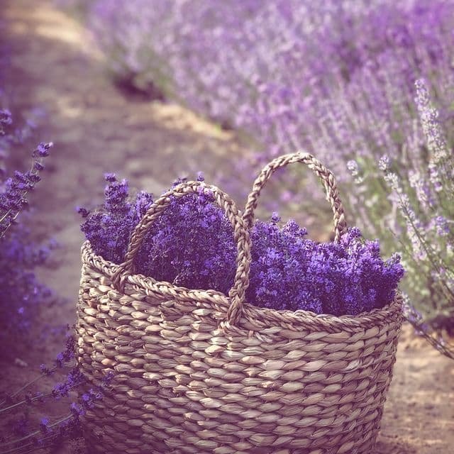 Під Києвом відкриється лавандовий парк 