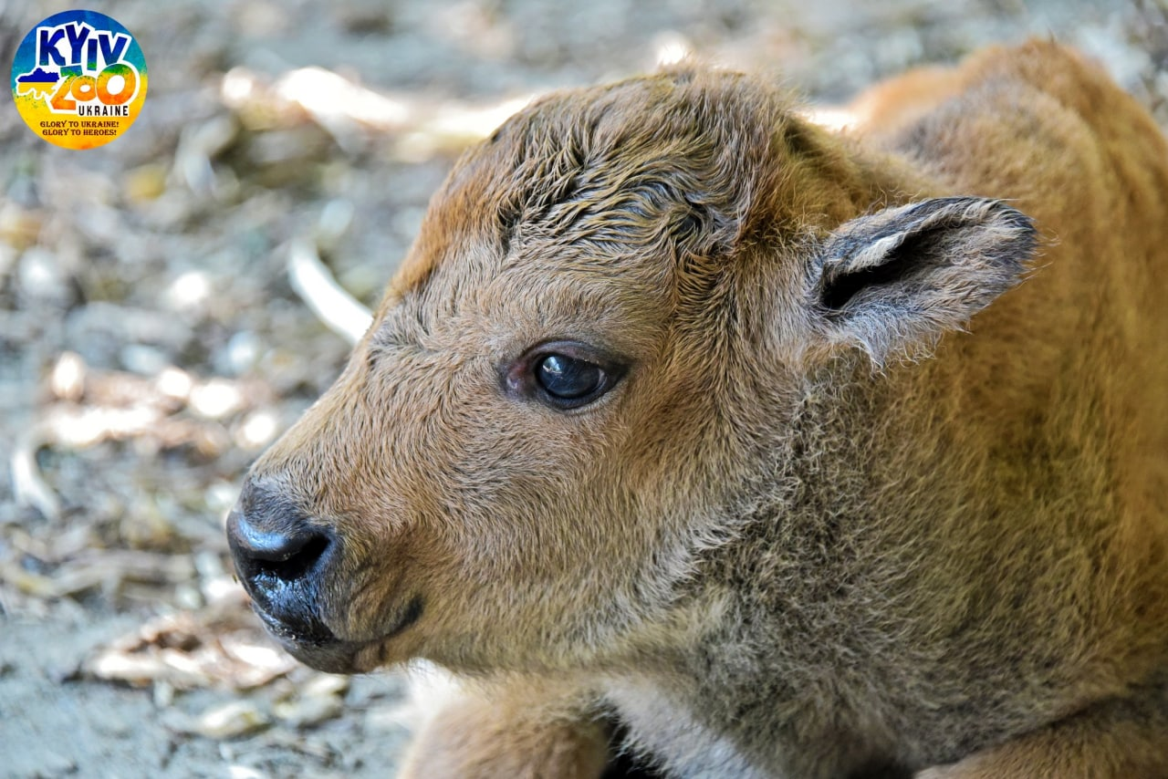 В Киевском зоопарке в семье бизонов очаровательное пополнение.