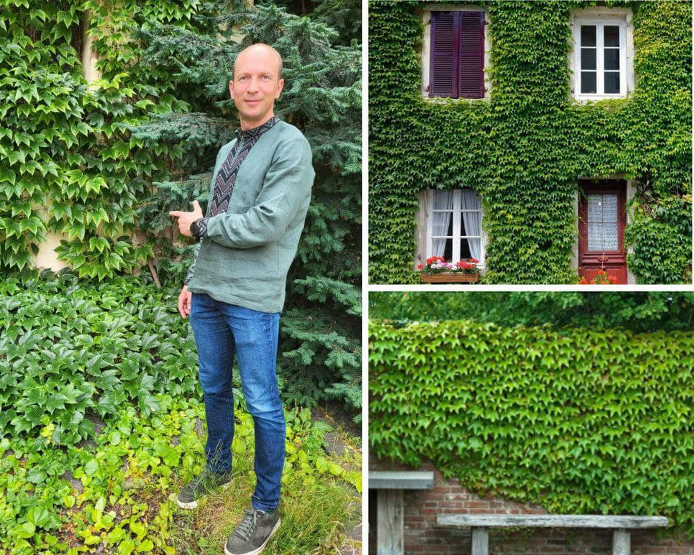 В Киеве планируют заняться вертикальным озеленением: что это и зачем нужно.