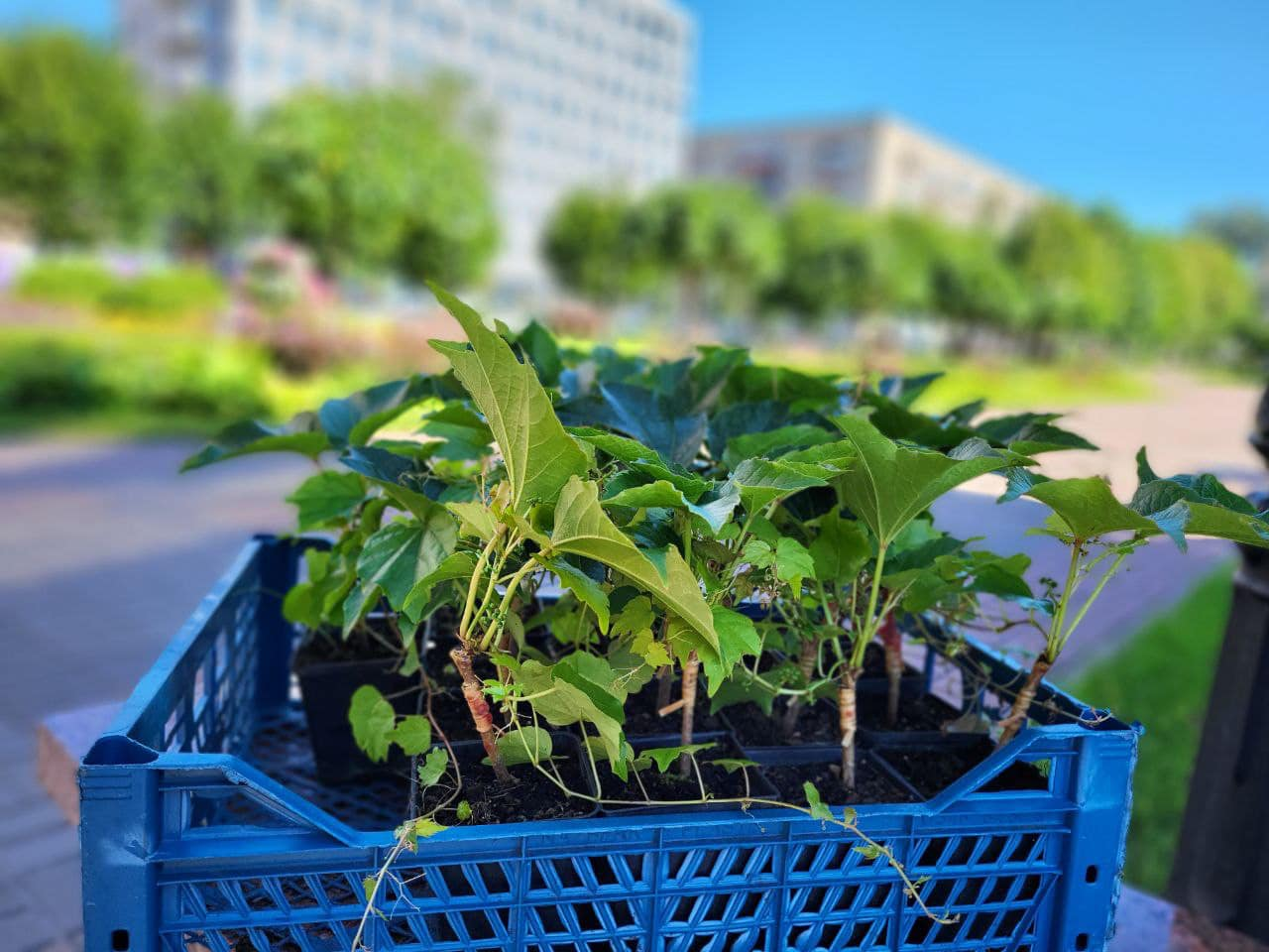 В Киеве начали высаживать "зеленые фасады": где именно.