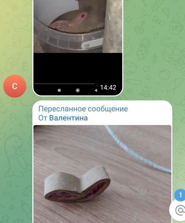 Женщина отправила видео с "удавом" в местный чат.