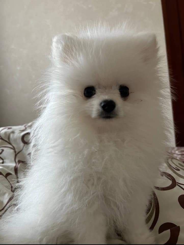 В Киевской области щенок умер во время посещения груминг-салона.