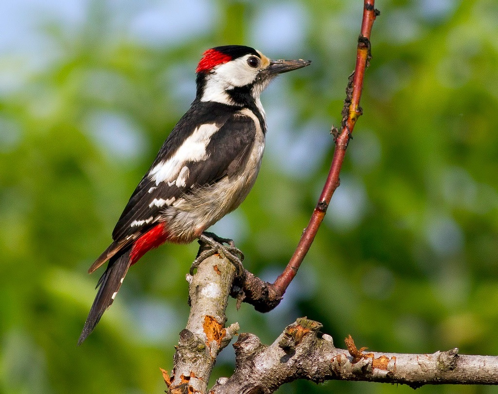 Робота фотографа Дениса Кривого, який загинув під Бахмутом.