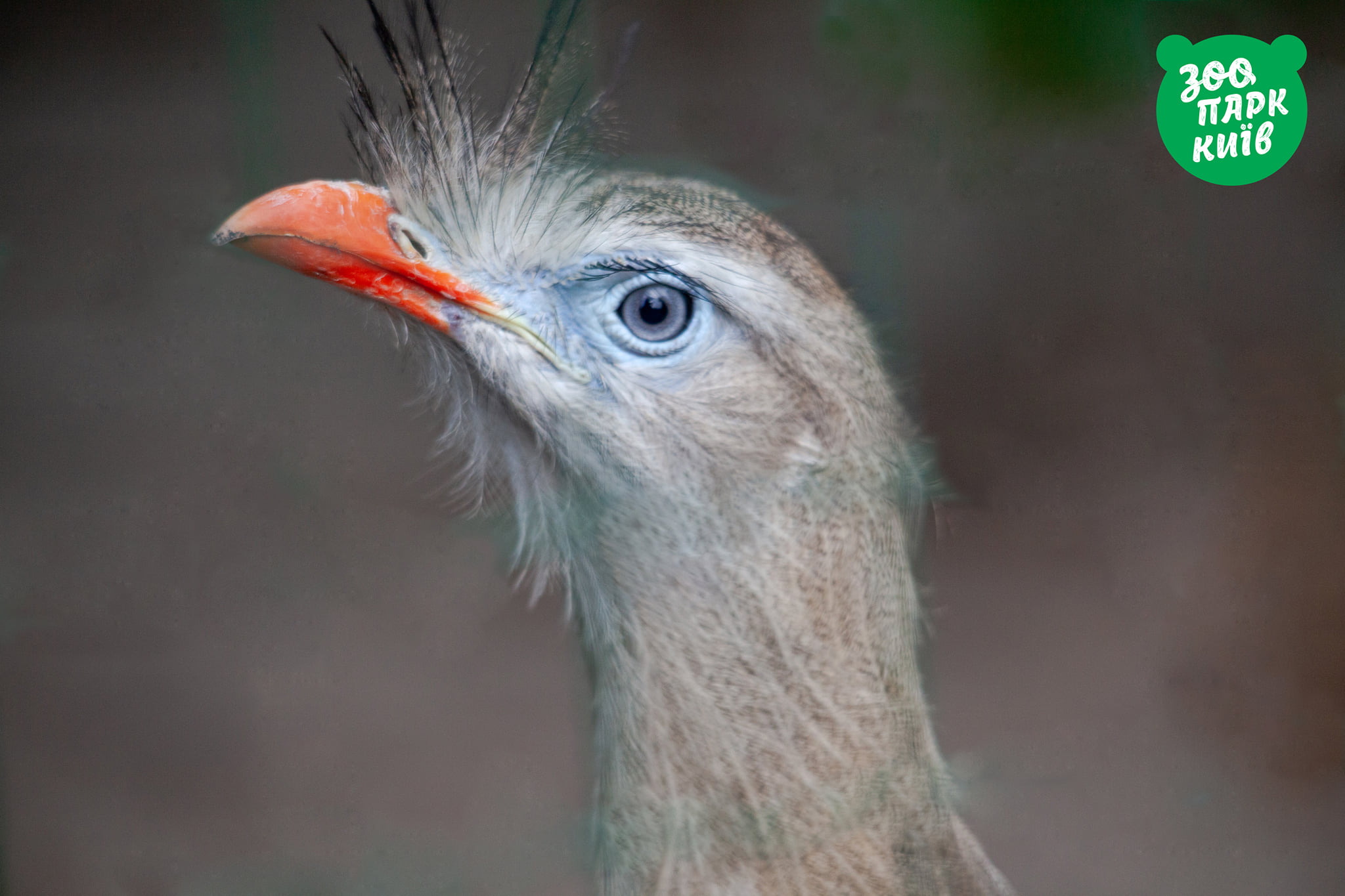 Приходи посмотреть: в зоопарке появились красноногие питомцы из Лимпопо фото 2 1