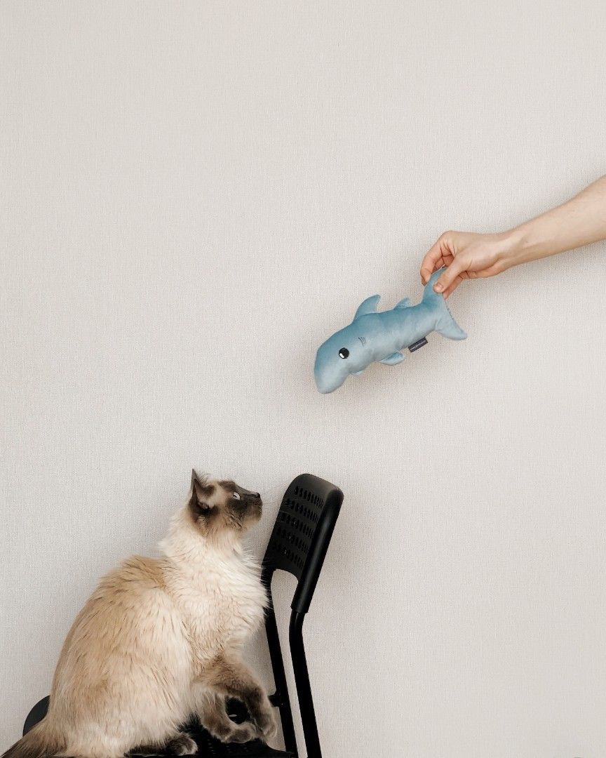 Готуємося до появи нового кошеняти вдома фото 2 1