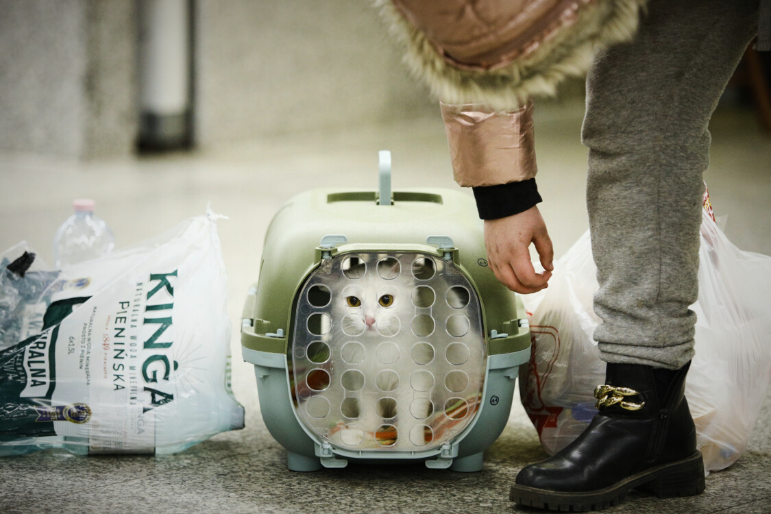 Что делать, если вы нашли животное, которое оставили хозяева.