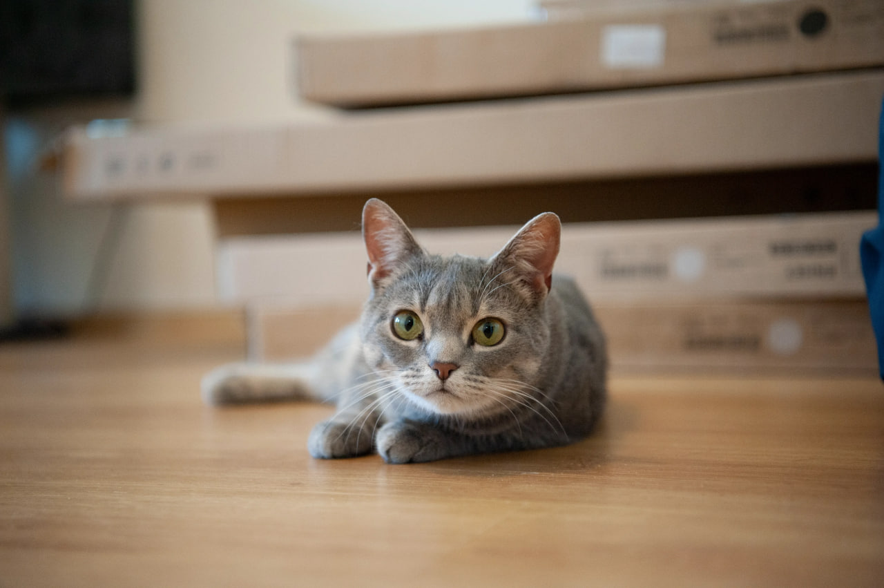 В Purina® створюємо інноваційні та високоякісні продукти для домашніх тварин