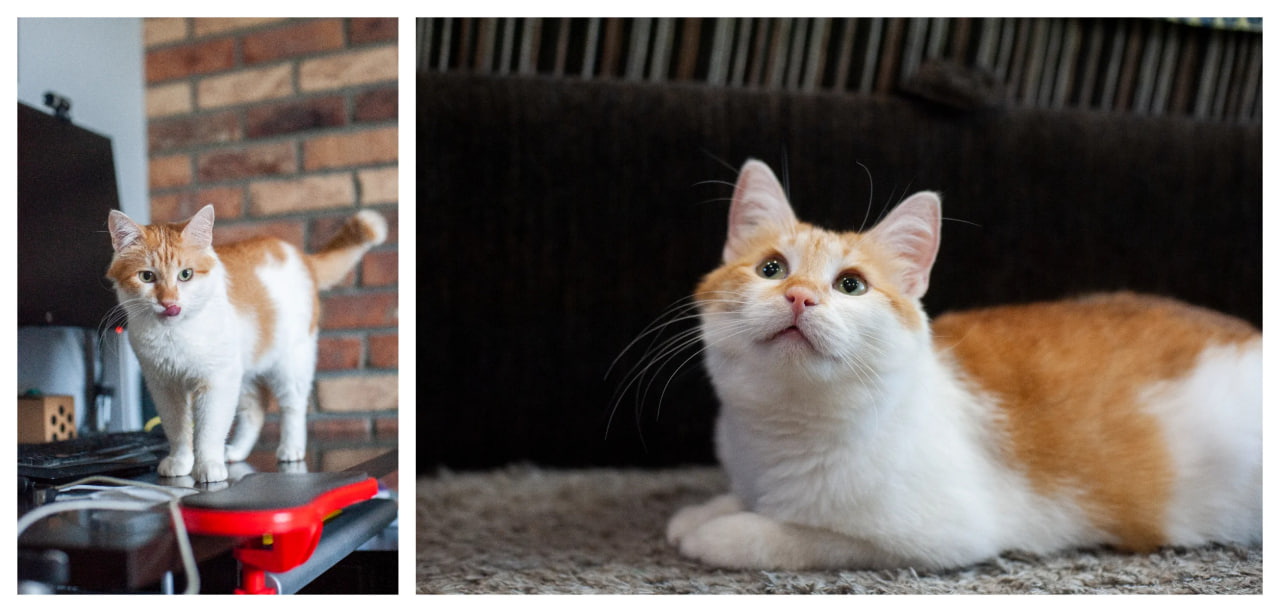 Rожен українець може зробити щось для того, щоб допомогти тваринам