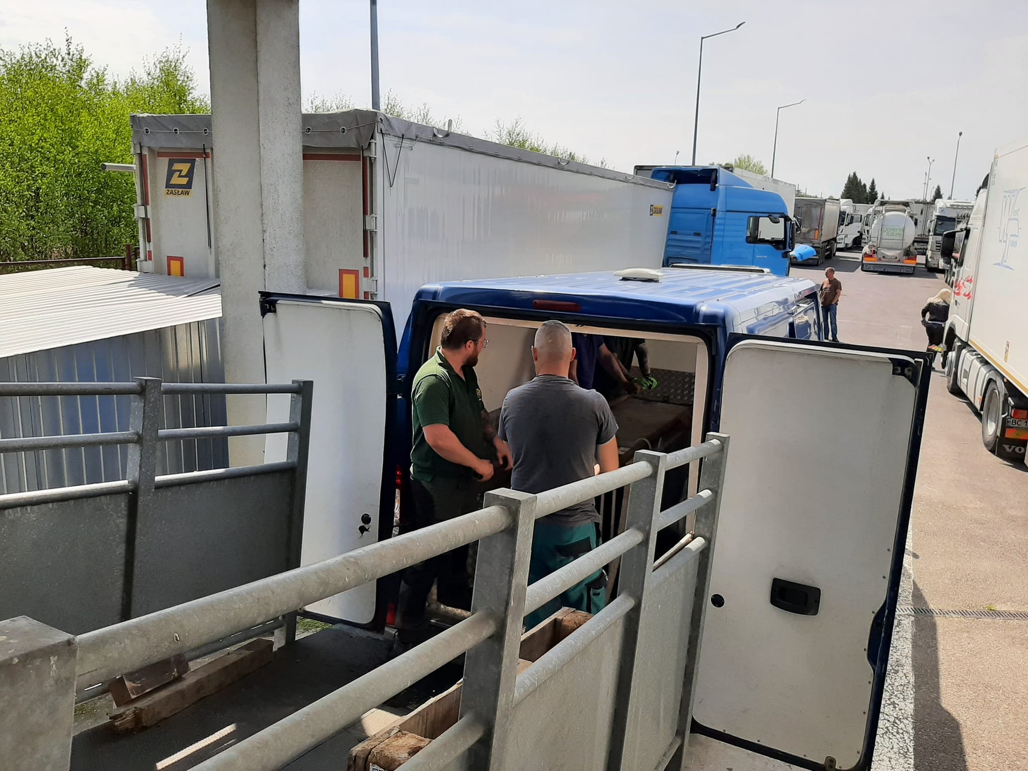 Двох левів, які тимчасово перебували у зоопарку Києва, відвезли до Польщі