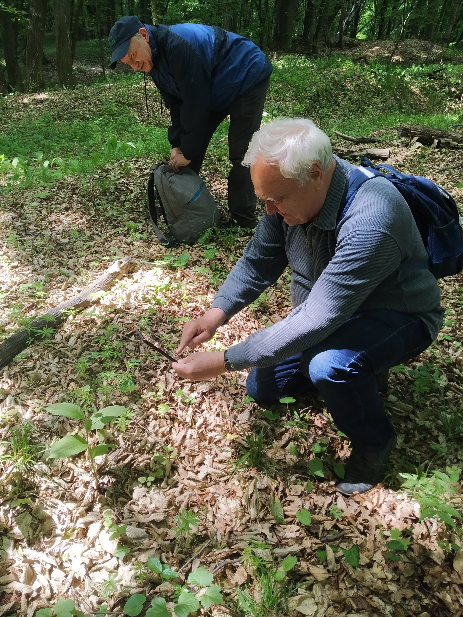 В лесу под Киевом нашли редкую дикую орхидею из Красной книги