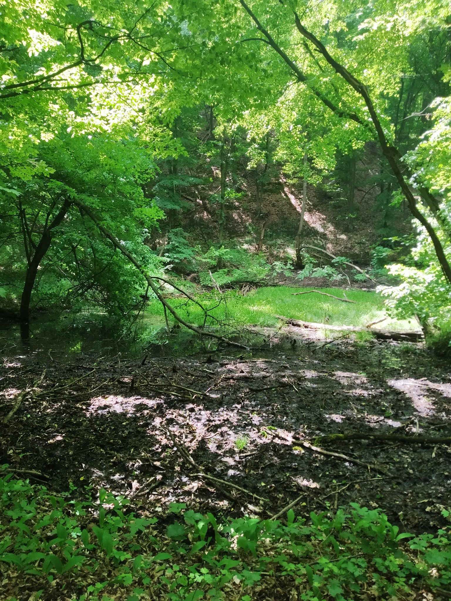 У лісі під Києвом знайшли рідкісну дику орхідею з Червоної книги