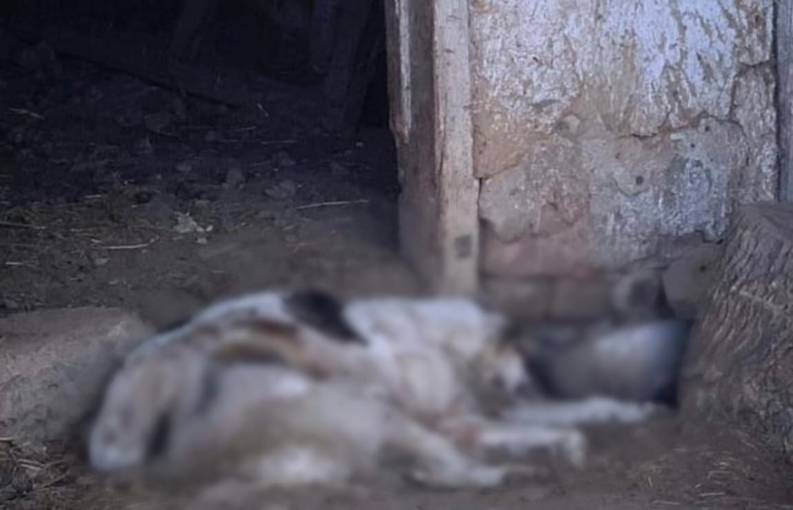 Под Киевом мужчина морил голодом и сжигал погибших собак