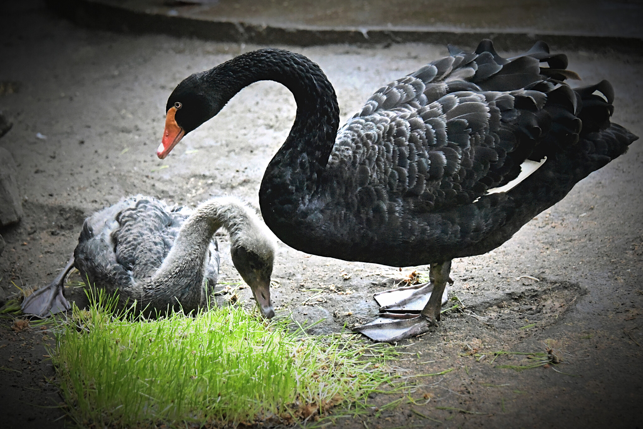 Где в Киеве можно увидеть черных лебедей и их пополнение