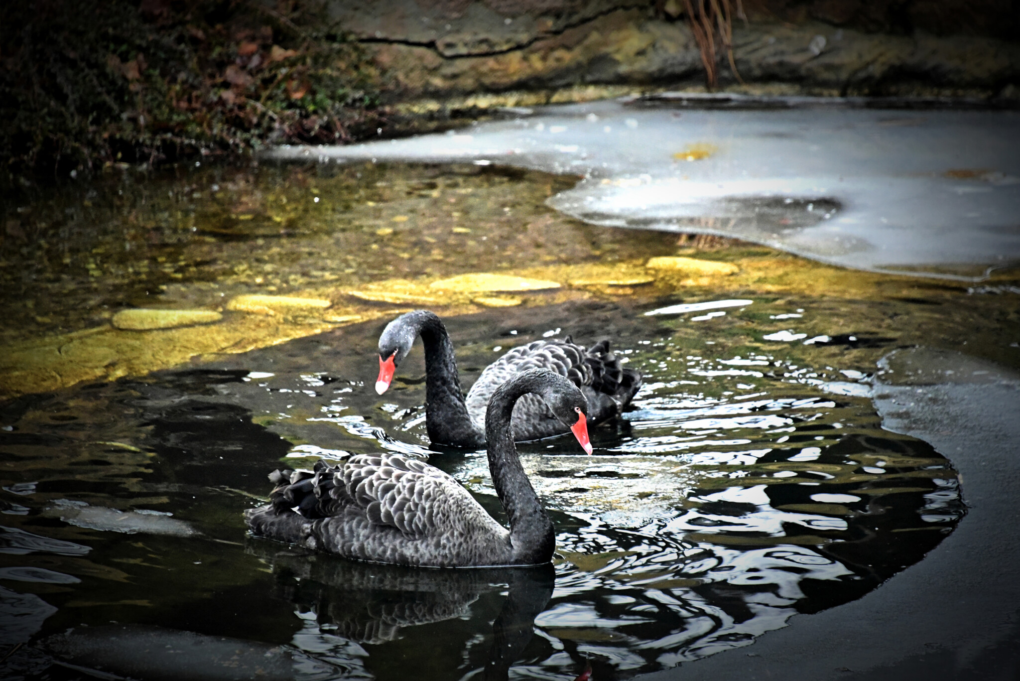 Где в Киеве можно увидеть черных лебедей и их пополнение