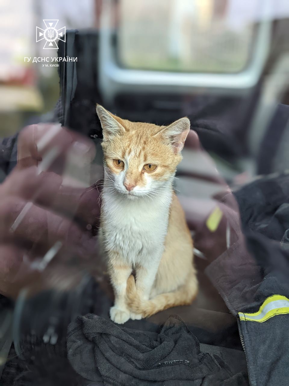 Спасатель привез в Киев с Харьковщины кота Изюма