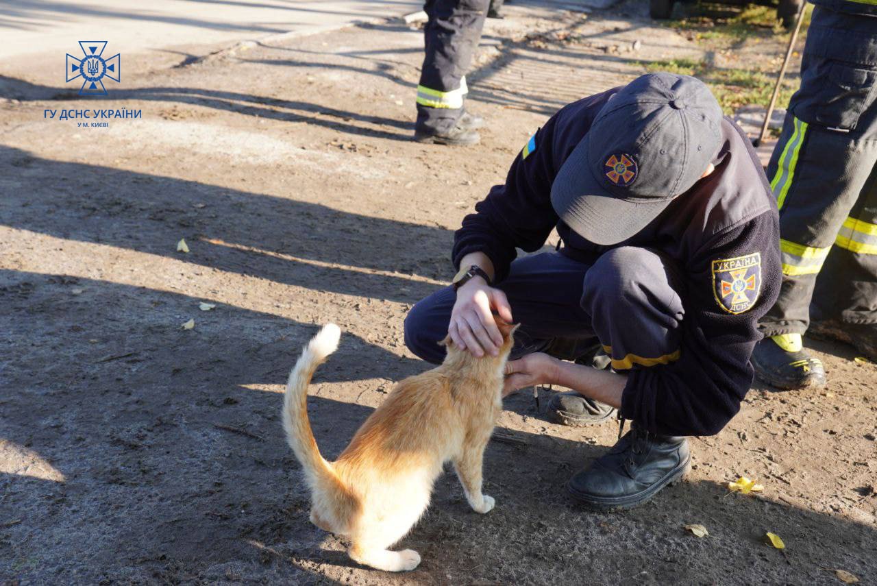 Спасатель привез в Киев с Харьковщины кота Изюма