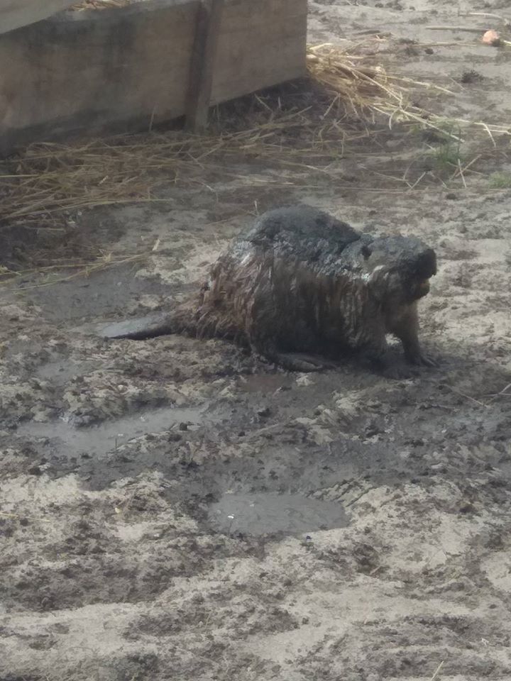 Фото: Национальный природный парк "Голосеевский"