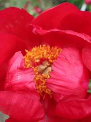 Фото: Ботанический сад имени Гришко