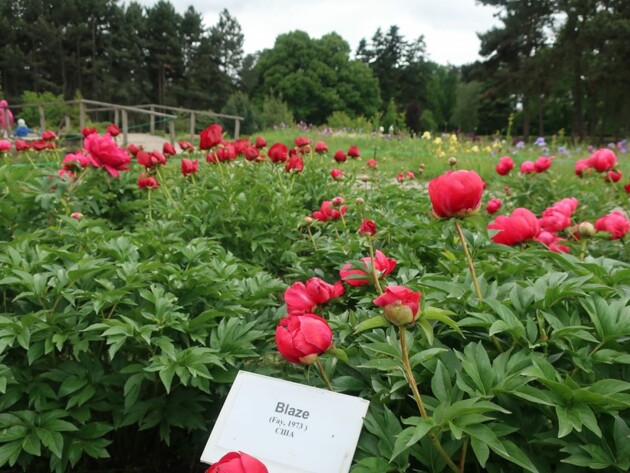 Фото: Ботанический сад имени Гришко