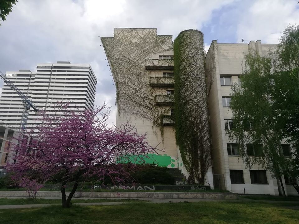 Виноград на стене КНУ имени Т. Шевченко. Фото: Центр альтернативного озеленения Киева