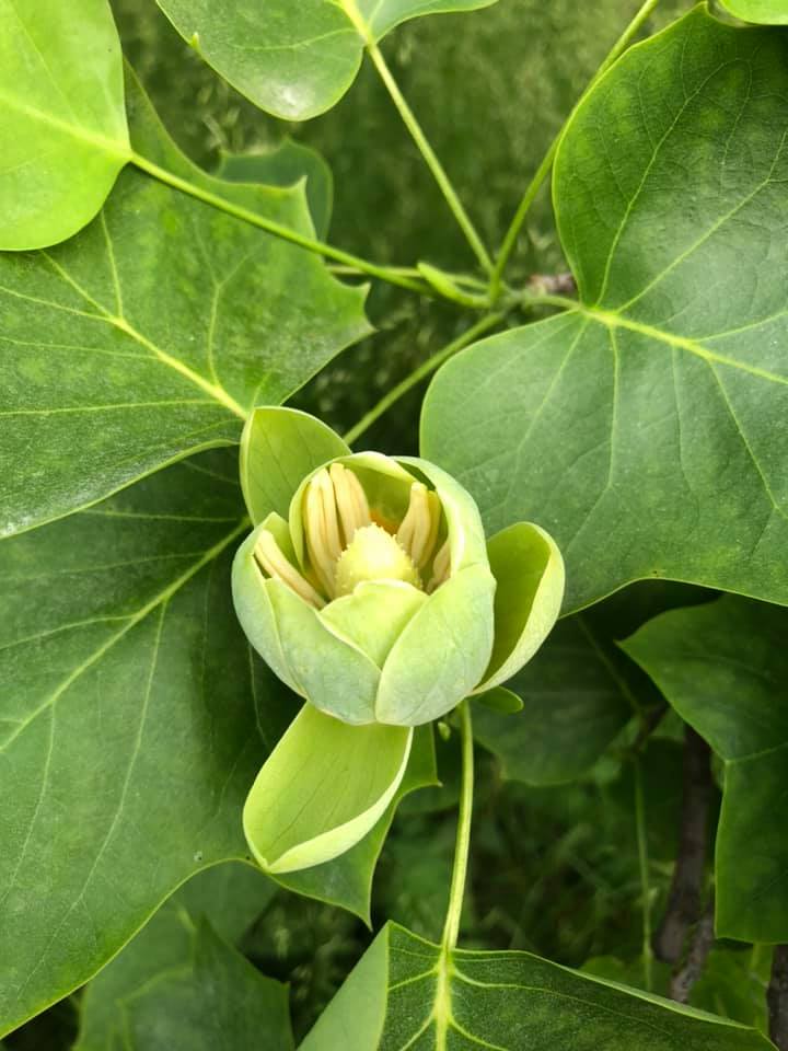 Фото: Ботанический сад имени Гришко