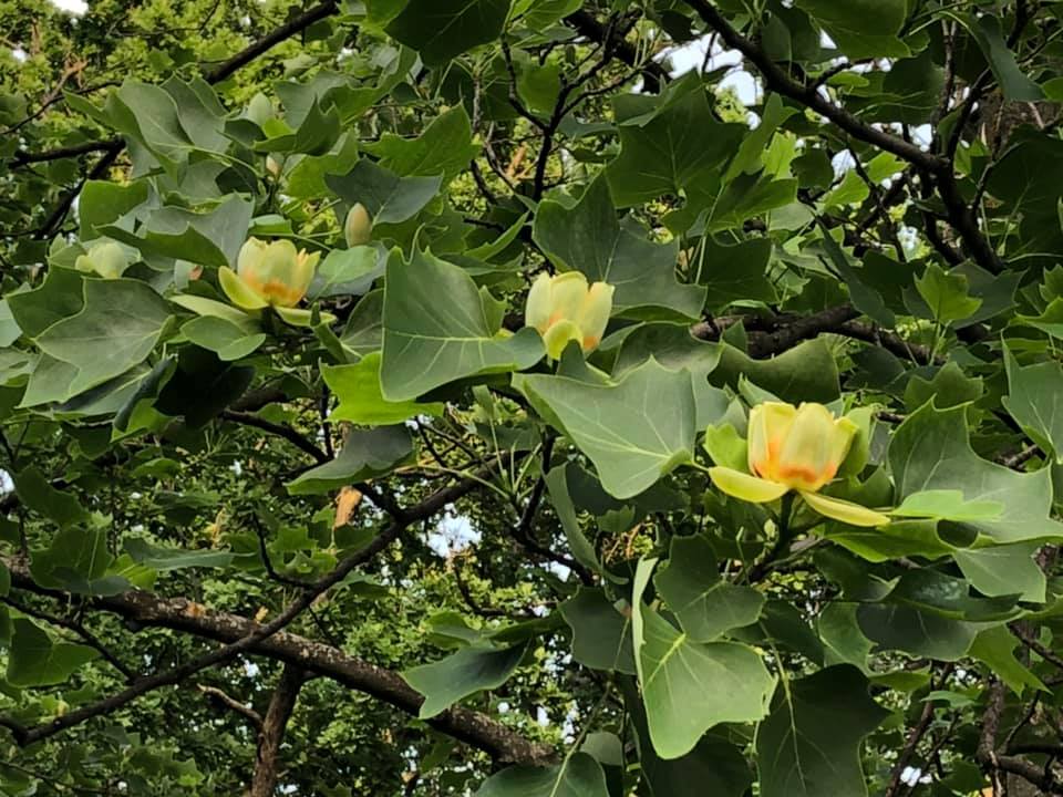 Фото: Ботанический сад имени Гришко