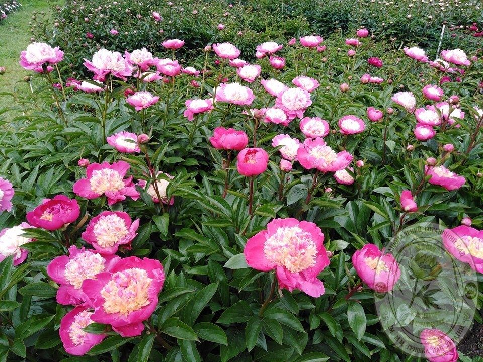 Фото: Ботанический сад имени Гришко