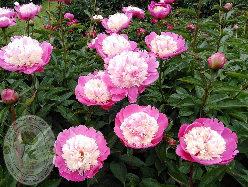 Фото: Ботанический сад имени Гришко