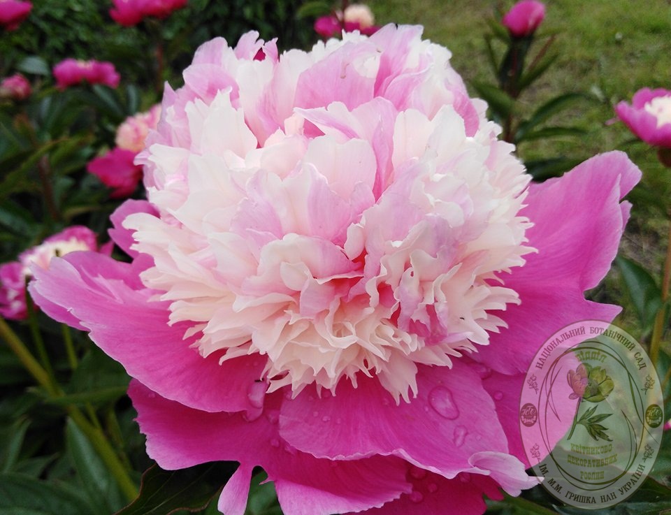 Фото: Ботанический сад имени Гришко