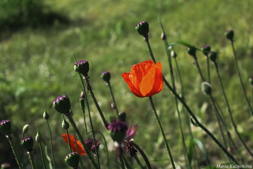 Фото: Ботанический сад имени Гришко