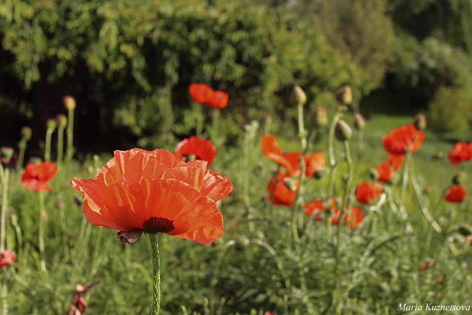 Фото: Ботанический сад имени Гришко