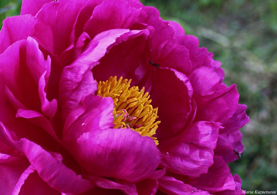 Фото: Ботанический сад имени Гришко