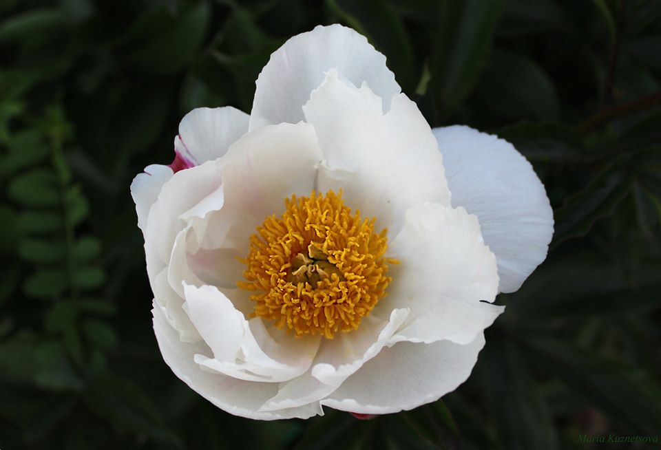 Фото: Ботанический сад имени Гришко