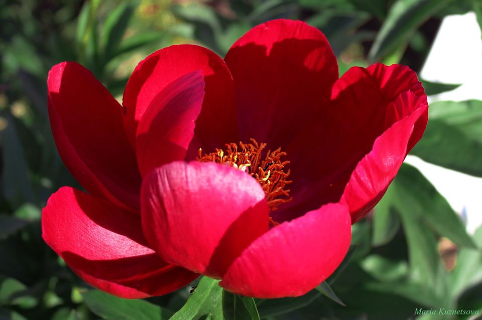 Фото: Ботанический сад имени Гришко