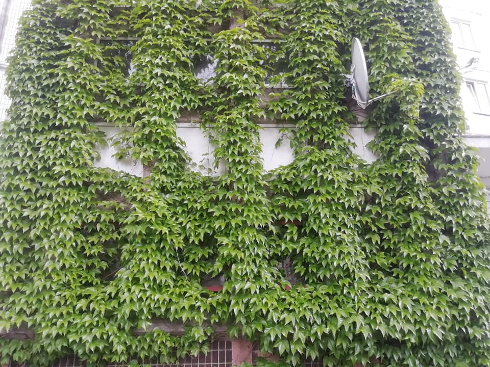 Фото: Центр альтернативного озеленения Киева