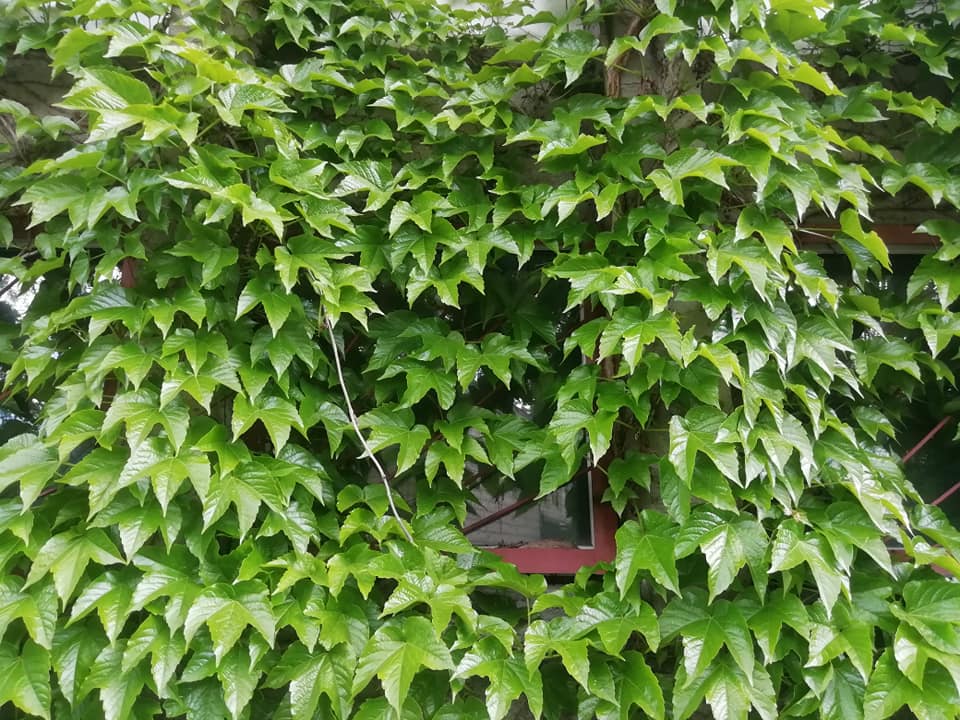 Фото: Центр альтернативного озеленения Киева