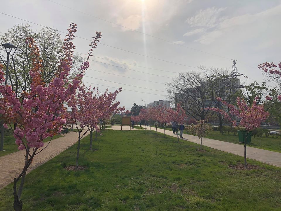 В Киеве цветут сакуры. Фото: Михаил Будилов