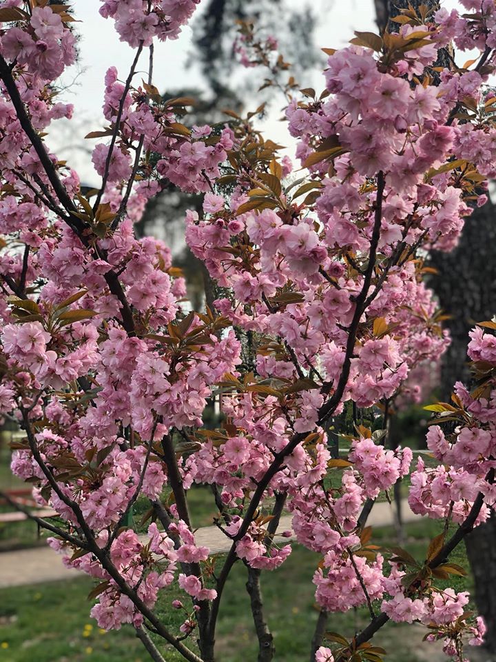 Аллея сакур в Киеве. Фото: Михаил Будилов