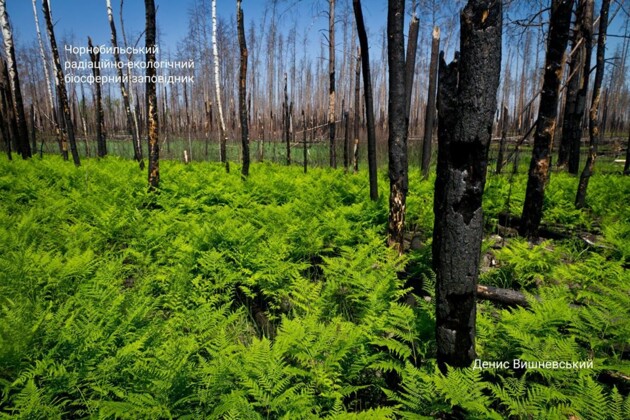Фото: Денис Вишневский
