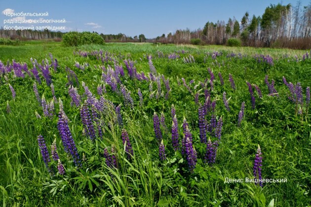 Фото: Денис Вишневский
